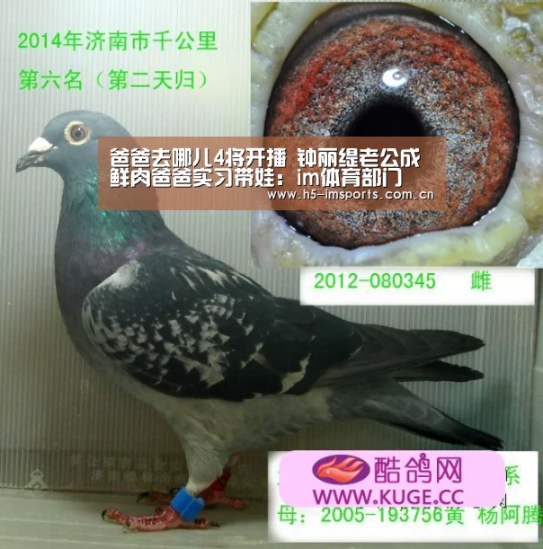 爸爸去哪儿4将开播 钟丽缇老公成鲜肉爸爸实习带娃:im体育部门(图1) im体育部门