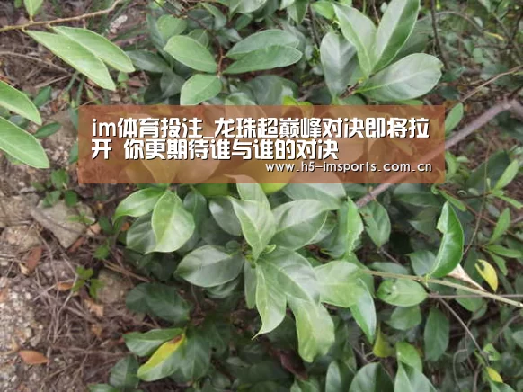 im体育投注_龙珠超巅峰对决即将拉开 你更期待谁与谁的对决(图1) im体育部门